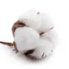 Cotton